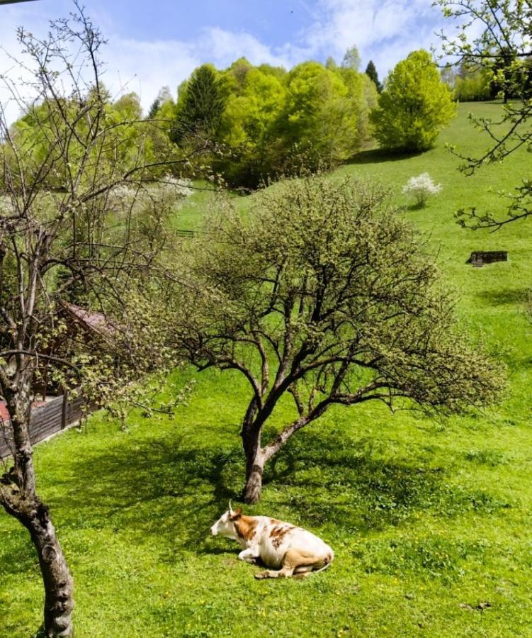 Voinescu House - Natural Living & Eating سيمون المظهر الخارجي الصورة